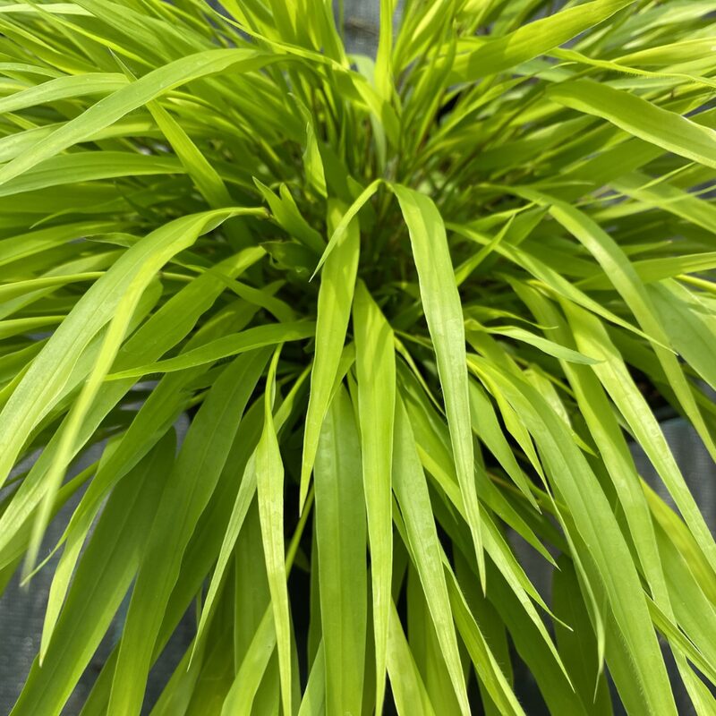 Hakonechloa Macra All Gold, Japanese Forest Grass - Image 4