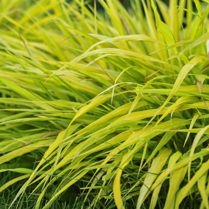 Hakonechloa Macra All Gold, Japanese Forest Grass - Image 3