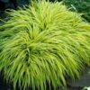 Hakonechloa Macra All Gold, Japanese Forest Grass