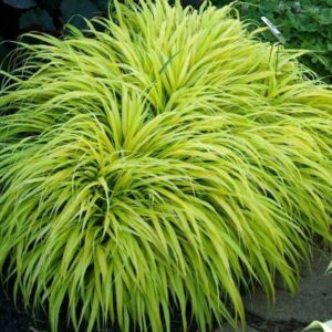 Hakonechloa Macra All Gold, Japanese Forest Grass