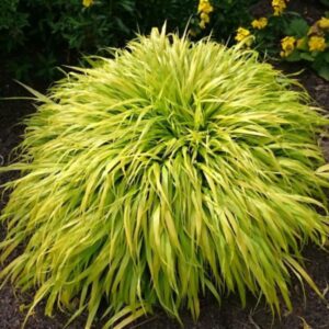 Alternative view of Hakonechloa Macra All Gold, Japanese Forest Grass