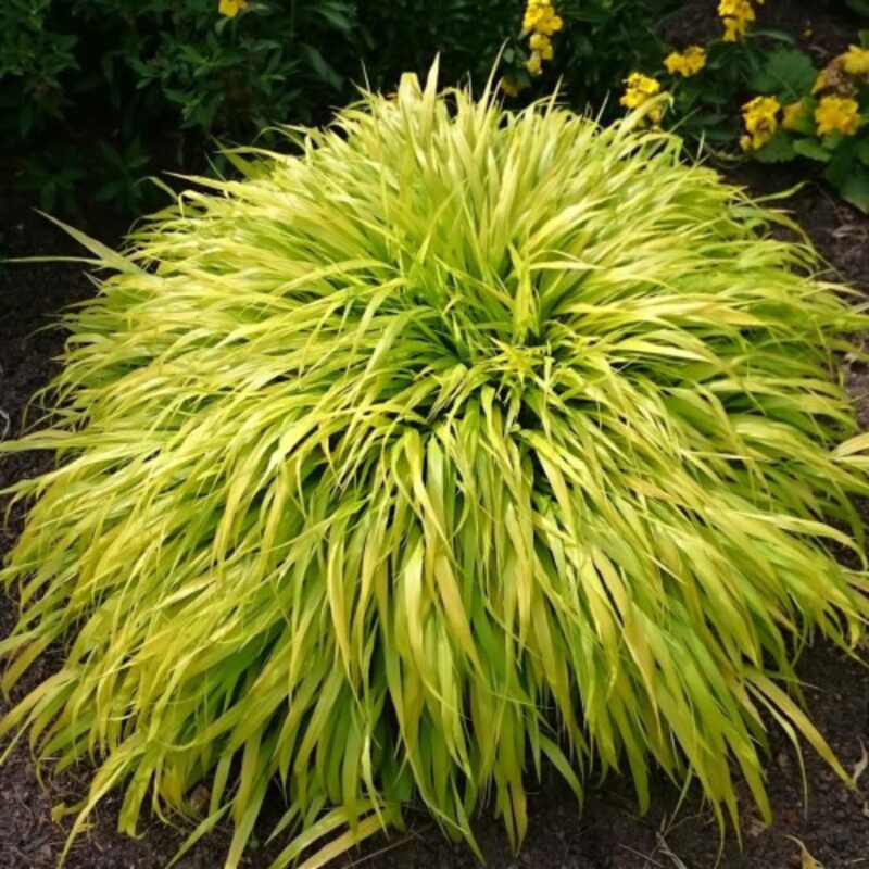 Hakonechloa Macra All Gold, Japanese Forest Grass - Image 2