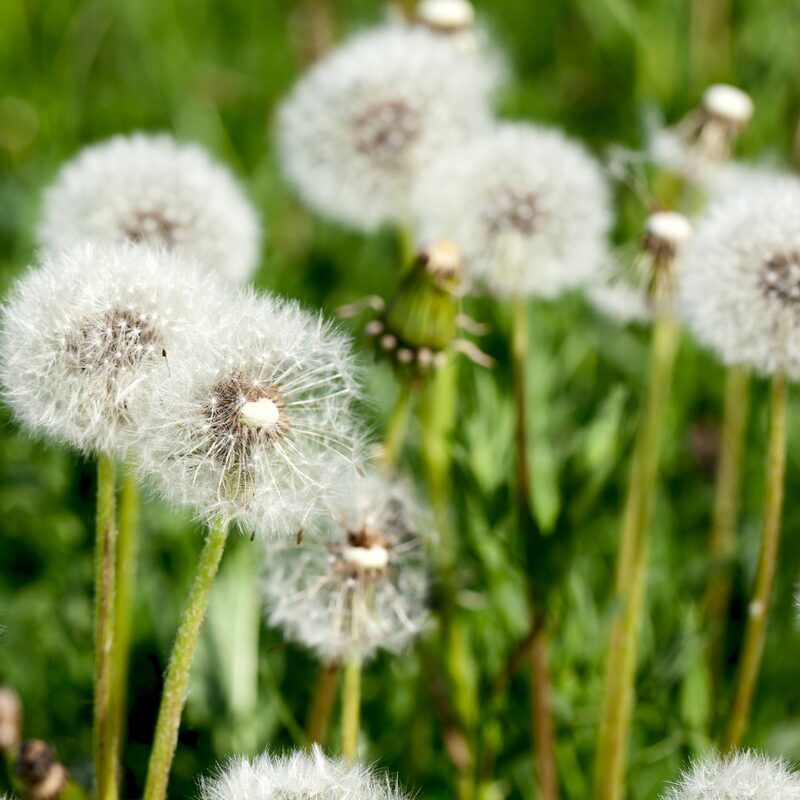 Dandelion - Image 5
