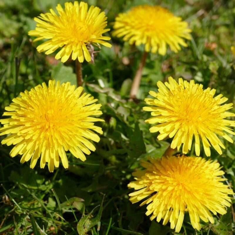 Dandelion - Image 3