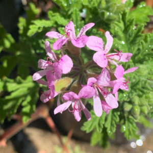 Alternative view of Citronella mosquito