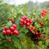 Lingonberry