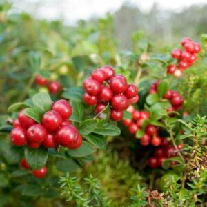 Lingonberry