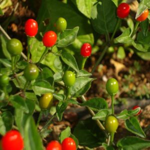 Chiltepin Pepper