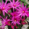 Easter Cactus
