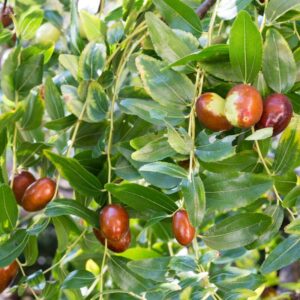 Alternative view of Lang Jujube