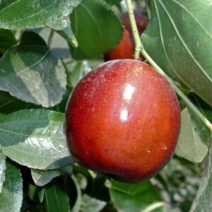 Alternative view of Li Jujube