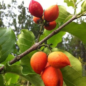 Alternative view of Peanut Butter Fruit Plant