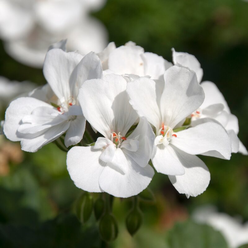 Geranium