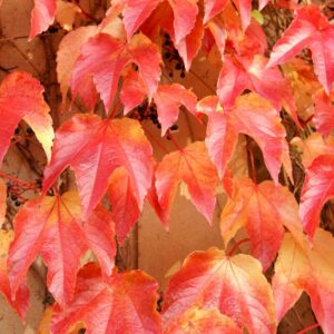 Alternative view of Boston Ivy Vine Plant