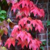 Boston Ivy Vine Plant