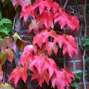 Boston Ivy Vine Plant