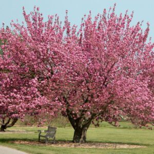 Alternative view of Okame Cherry Flower