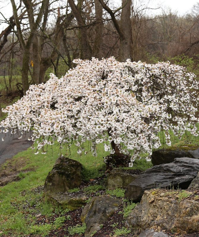 Weeping Cherry Flower - Image 6