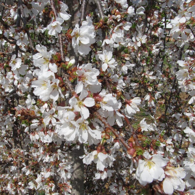 Weeping Cherry Flower - Image 5