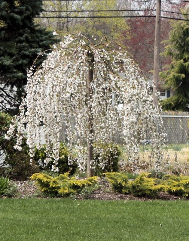 Weeping Cherry Flower - Image 3