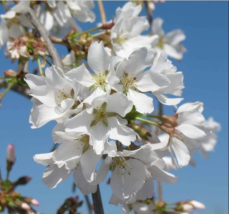 Weeping Cherry Flower - Image 4