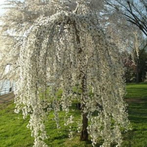 Alternative view of Weeping Cherry Flower