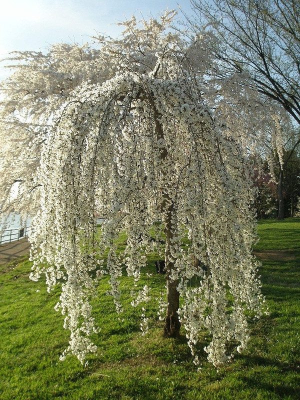 Weeping Cherry Flower - Image 2