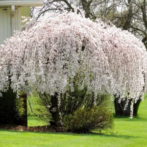 Weeping Cherry Flower