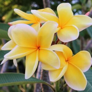 Hawaiian Plumeria Flower Cutting