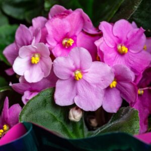 African Violet