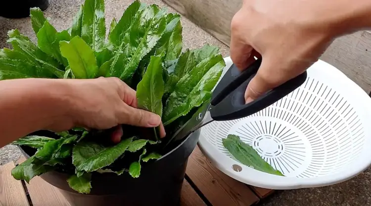 harvesting culantro leaves