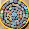 10 Mix Lithops Living Stone Succulent Plants