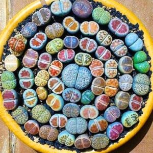 10 Mix Lithops Living Stone Succulent Plants
