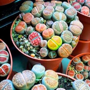 30 Mix Lithops Succulent Plants Living Stone