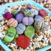 10 Mix Lithops Succulent Plants Living Stone