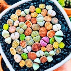 25 Lithops Live Plants
