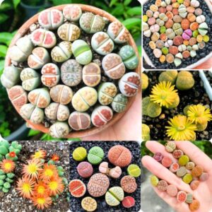 30 Colorful Living Stone Lithops Plants