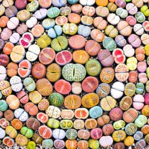 Set 25 Mix Lithops Living Stone