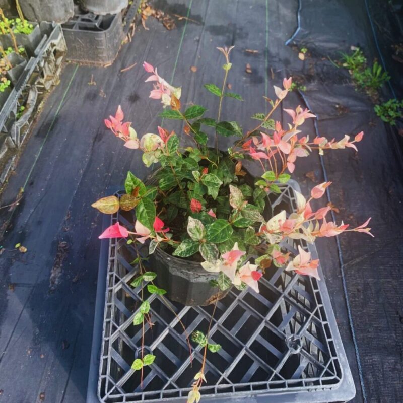 3 Plants of Variegated Asiatica Snow in Summer Jasmine Plants - 4 to 6 Inc Tall - Image 6