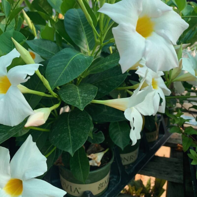 White Mandevilla Plant Live - Image 5