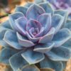 Echeveria Succulent Plants