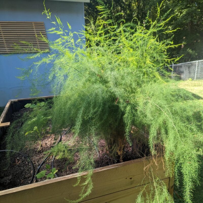 6 Green Asparagus Plants - Live Asparagus Plants - Well Asparagus Plants Live Outdoor - Zone 3 To 8 - Image 5