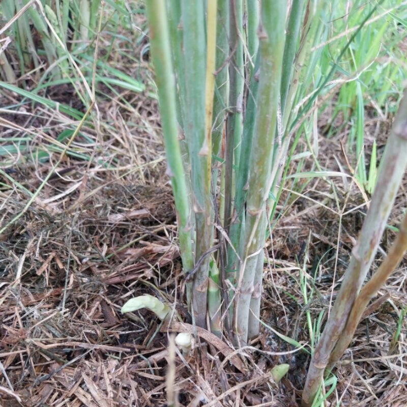 6 Green Asparagus Plants - Live Asparagus Plants - Well Asparagus Plants Live Outdoor - Zone 3 To 8 - Image 3