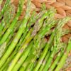 6 Green Asparagus Plants - Live Asparagus Plants - Well Asparagus Plants Live Outdoor - Zone 3 To 8