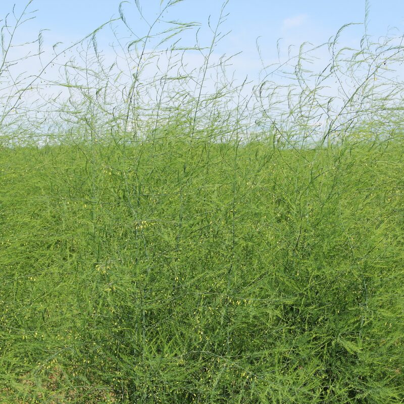 6 Green Asparagus Plants - Live Asparagus Plants - Well Asparagus Plants Live Outdoor - Zone 3 To 8 - Image 2