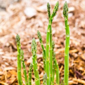 Alternative view of 5 Green Asparagus Plants - Popular Vegetable Plants - Spring Vegetable Plant - Outdoor Plant
