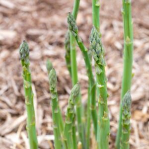 Alternative view of 5 Green Asparagus Plants - Healthy, Vigorous Plants - Seedling Vegetable Plants - Zone 3 To 9