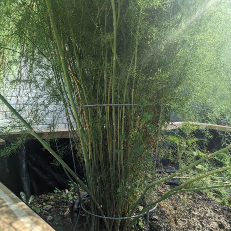 5 Asparagus Plants - Asparagus Officinalis Plants - Spring Vegetable Plants - Zone 2 To 9 - Image 6