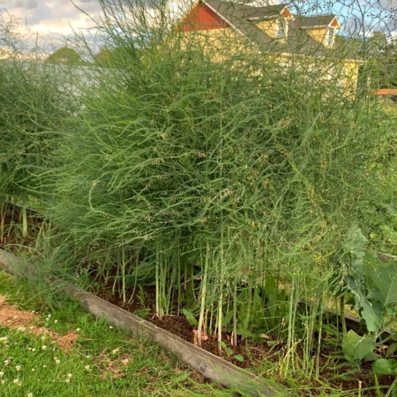 5 Asparagus Plants - Asparagus Officinalis Plants - Spring Vegetable Plants - Zone 2 To 9 - Image 4