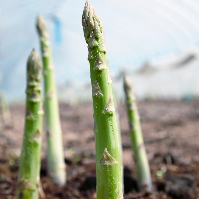 5 Asparagus Plants - Asparagus Officinalis Plants - Spring Vegetable Plants - Zone 2 To 9 - Image 2